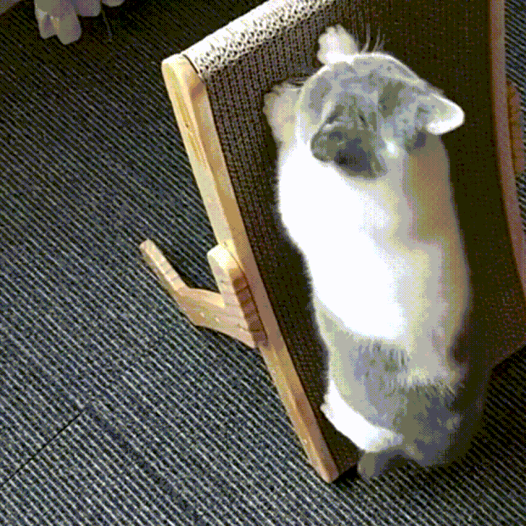 Purrfect cat lounger